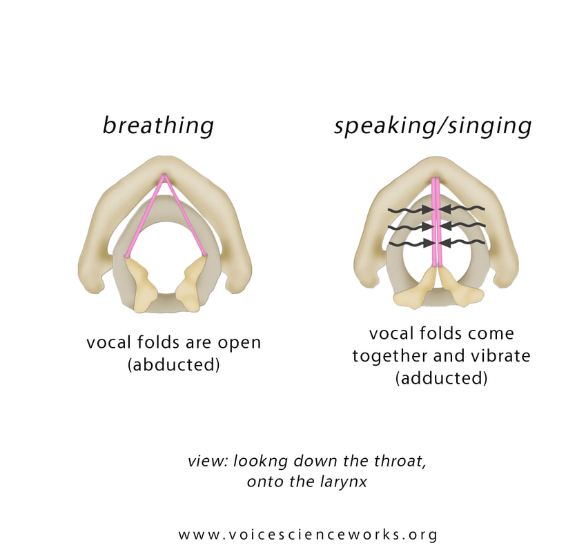 Inside the Larynx - VoiceScienceWorks